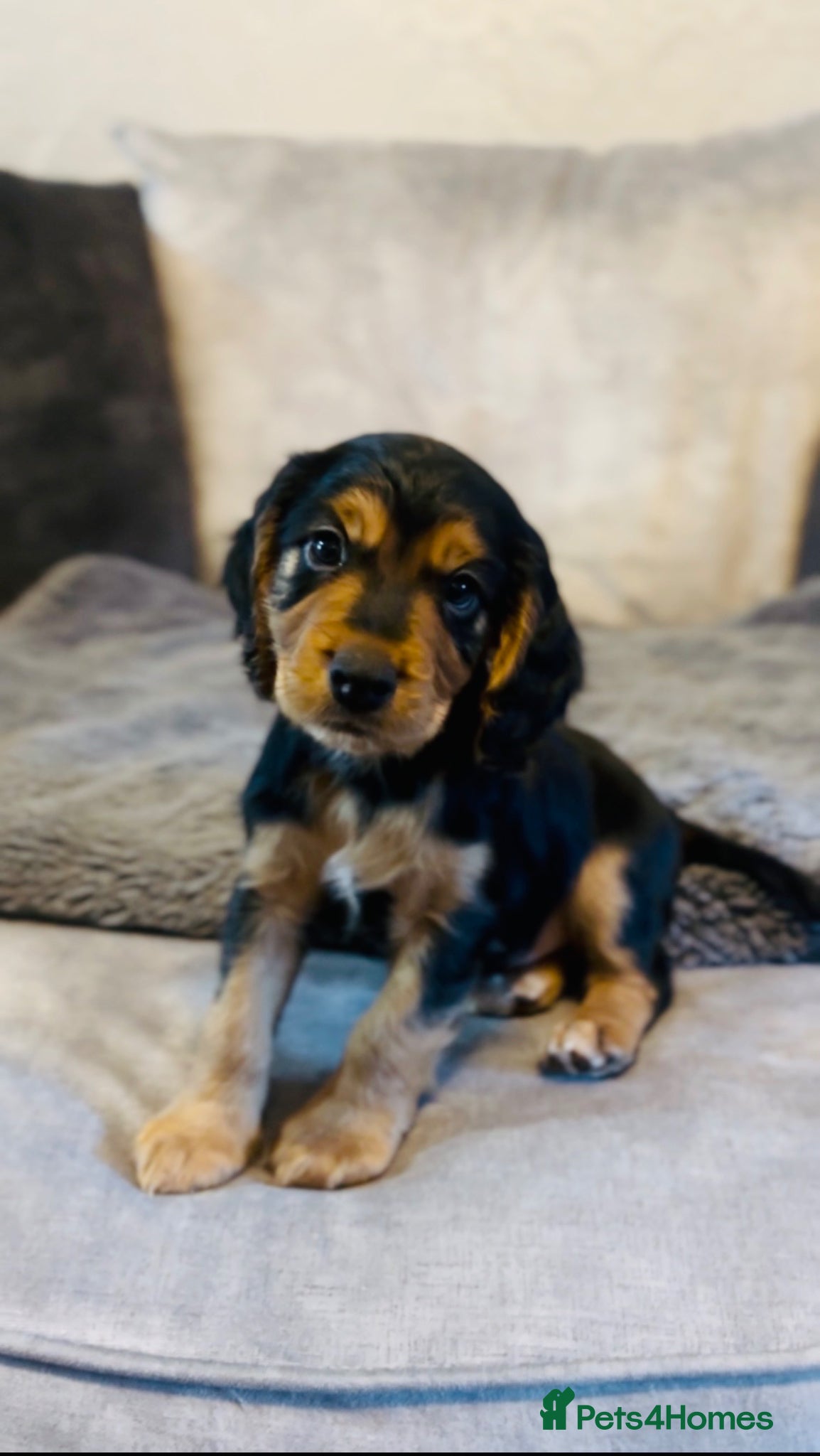 Cocker Spaniel dogs 1/4Cocker Spaniels left - Black and Tan boy 💙 - Advert 1