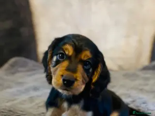 Cocker Spaniel dogs 1/4Cocker Spaniels left - Black and Tan boy 💙 - Advert 1