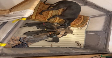 Whippet dogs - Advert 15