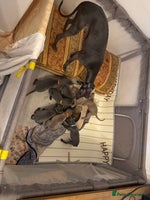 Whippet dogs - Advert 10