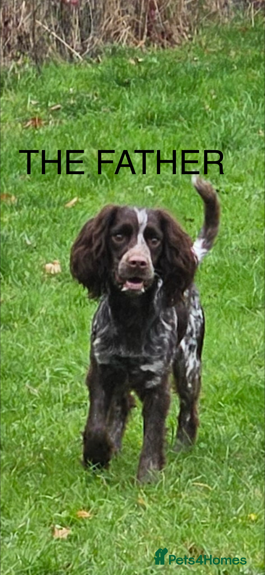Sprocker dogs for sale: SPROCKER SPANIELS PUPPIES  - Advert 2
