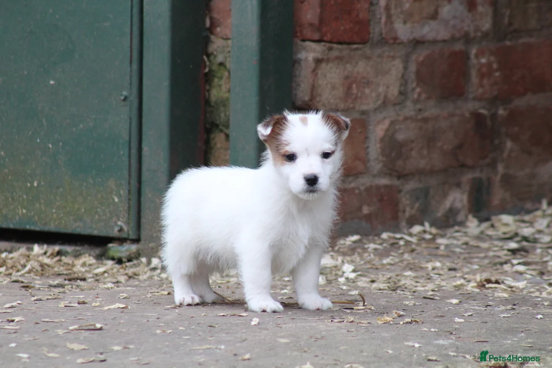 Jack Russell dogs for sale: Jack Russell Puppies for sale - Advert 5