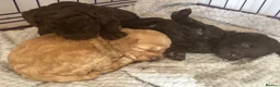 Cockapoo dogs for sale: 1x Chocolate  Female cockapoo  in Bolton - Advert 14