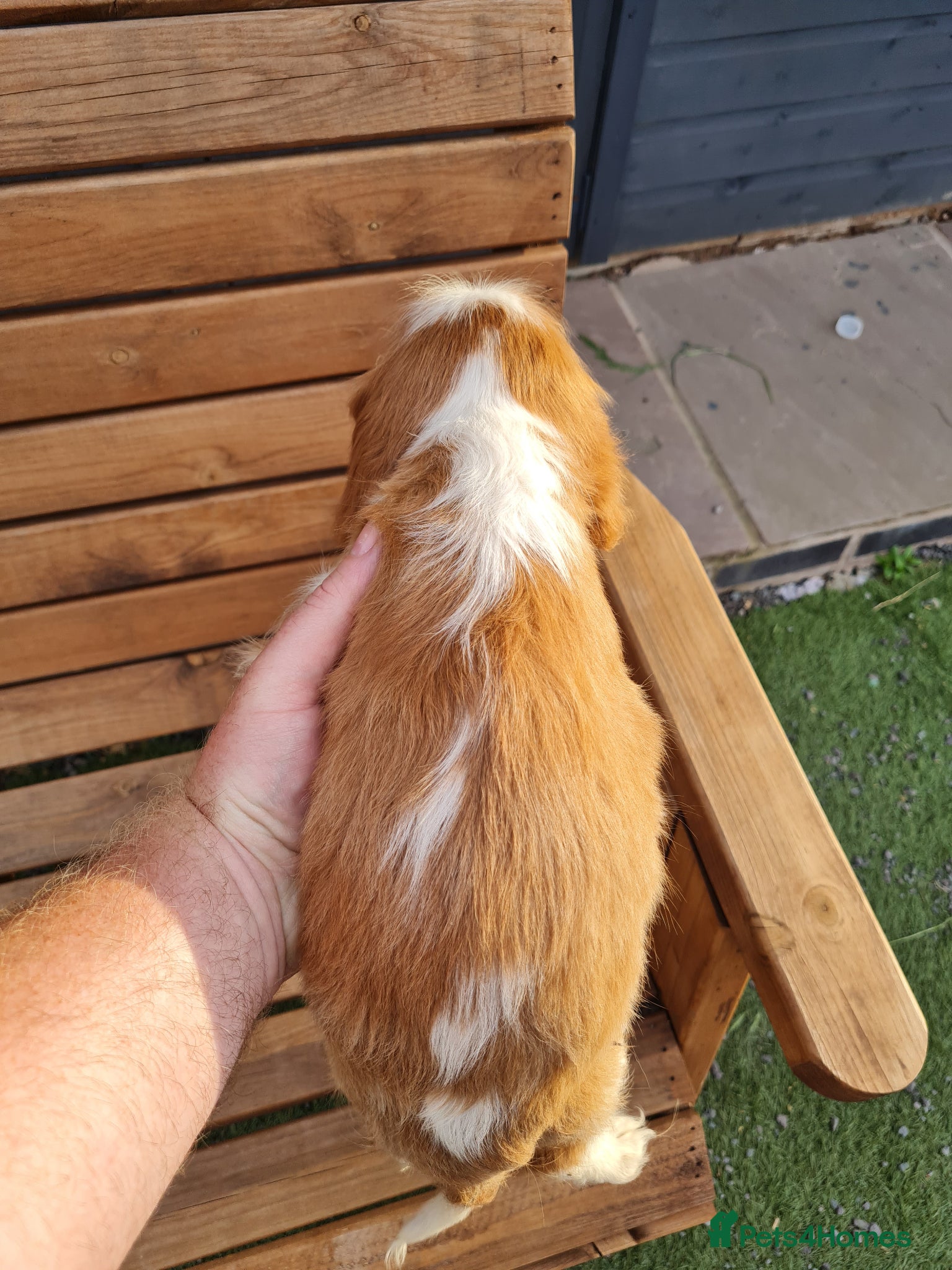 Cavalier King Charles Spaniel dogs for sale: Exquisite cavalier spaniel puppies  - Advert 5