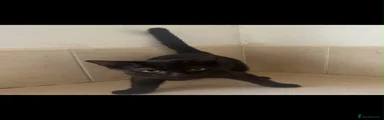 Domestic Shorthair 4
