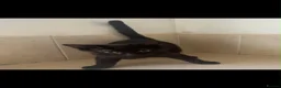 Domestic Shorthair cats for sale: Black Kittens For Sale  - Advert 9