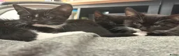 Mixed Breed cats for sale: LAST FEMALE TUXEDO AVAILABLE  - Advert 10