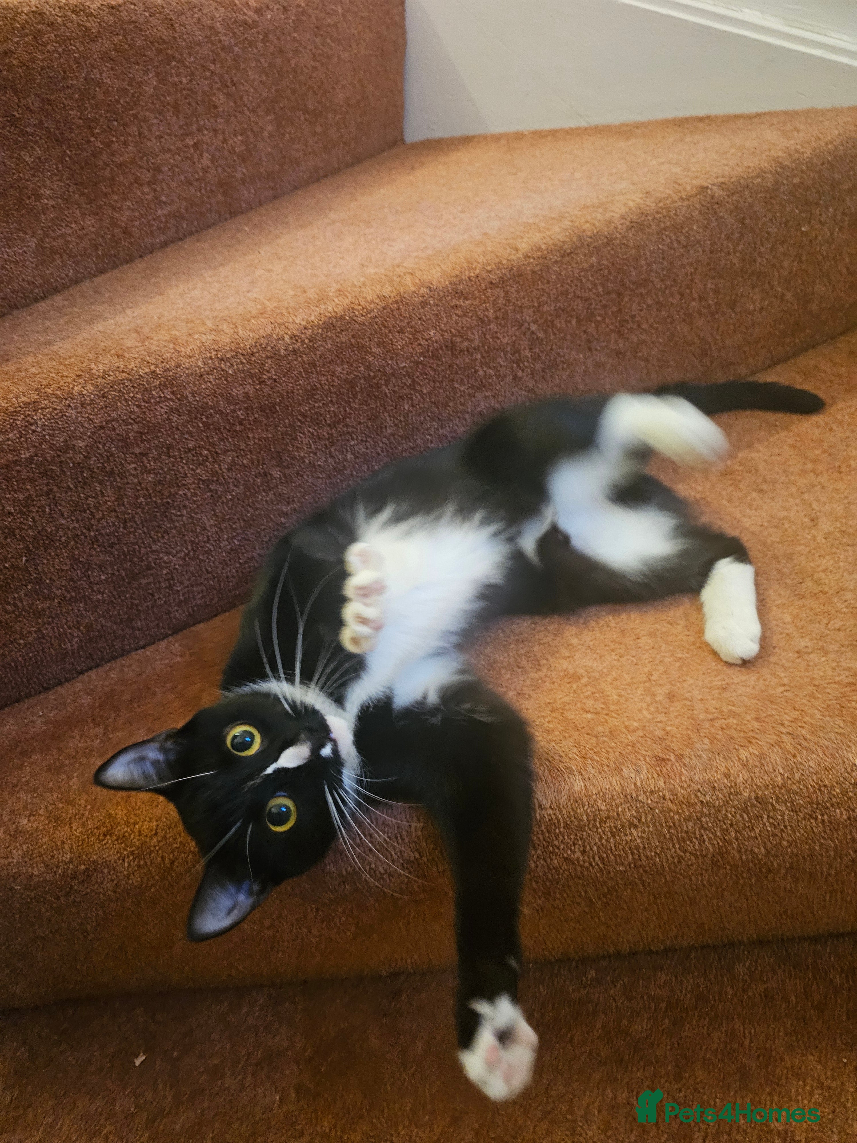 Mixed Breed cats Playful young female cat – litter trained – £150 - Advert 1