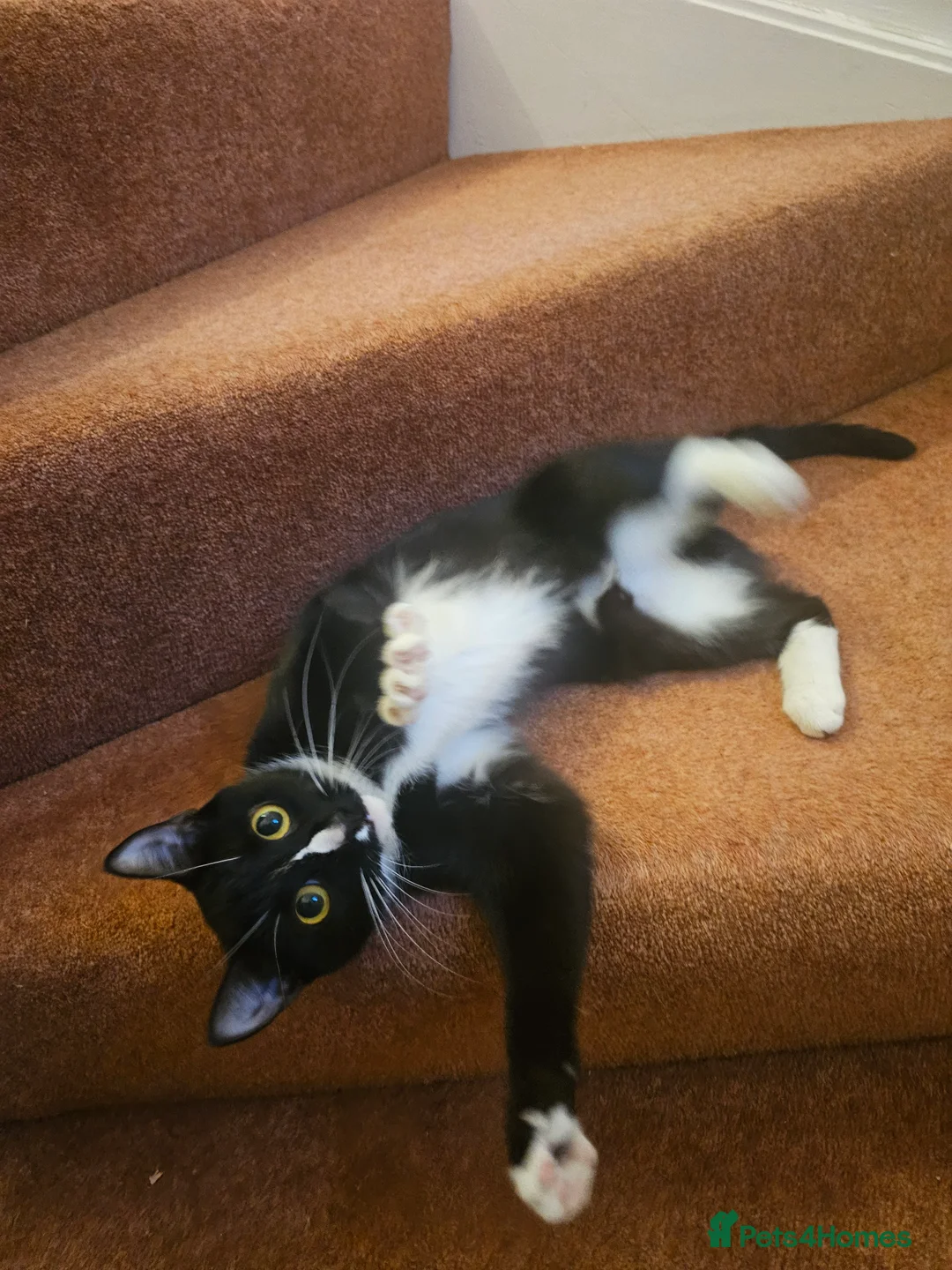 Mixed Breed cats for sale: Playful young female cat – litter trained – £150 - Advert 1