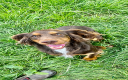 Cocker Spaniel dogs for sale: 2 Gorgeous Chocolate Cocker Dog Pups For Sale! - Image 8