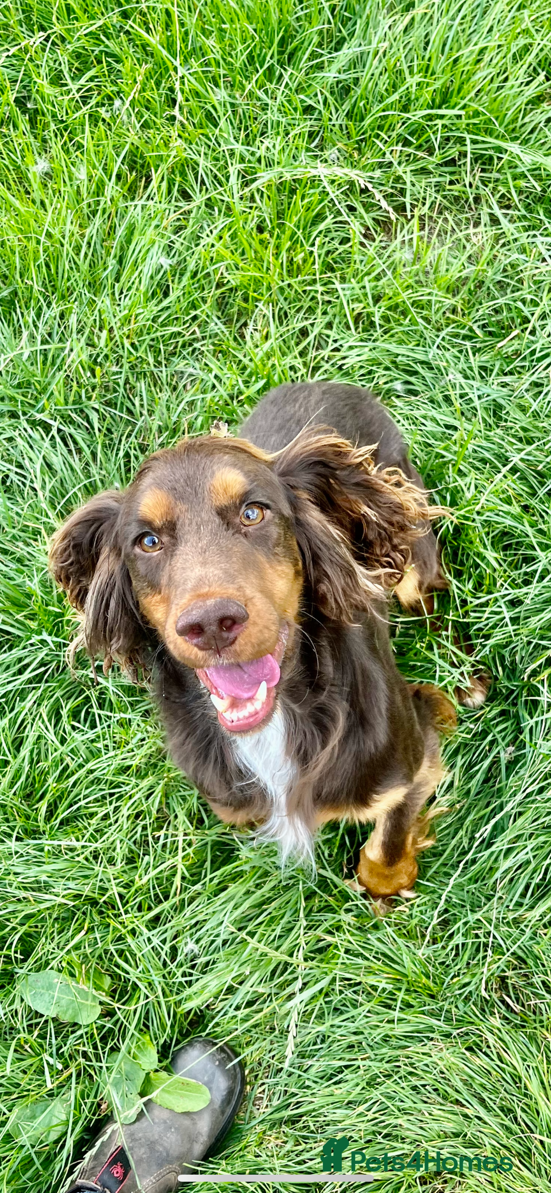 Cocker Spaniel dogs for sale: 2 Gorgeous Chocolate Cocker Dog Pups For Sale! - Image 8