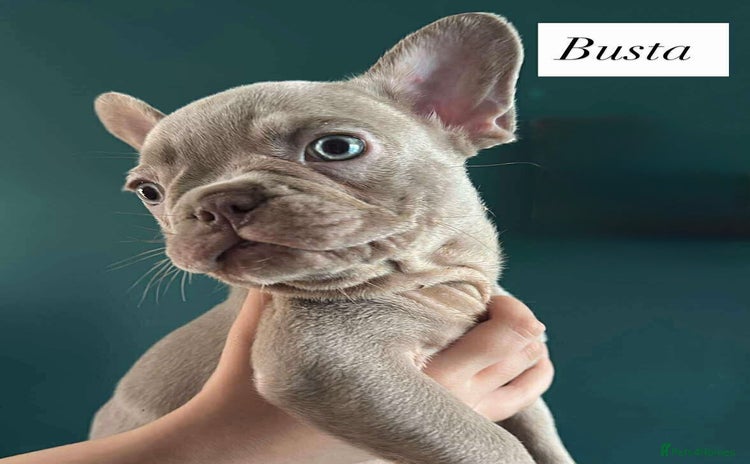 French Bulldog dogs - Advert 2