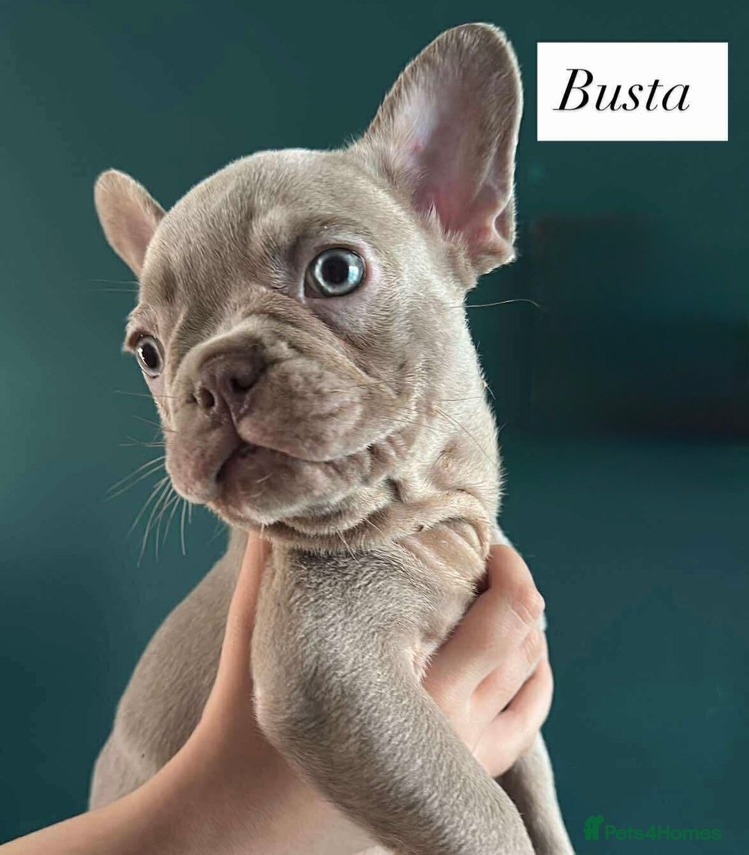 French Bulldog dogs for sale: French bulldogs LAST ONE !  - Image 4