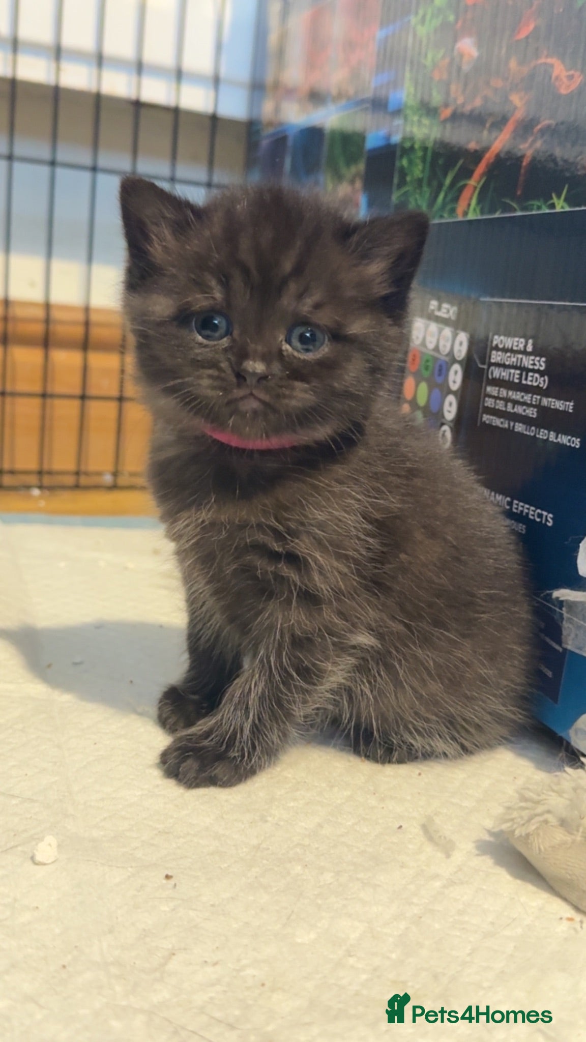 British Shorthair cats 4 British shorthair kittens  - Advert 5