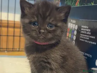 British Shorthair cats Last girl British shorthair kitten - Advert 5