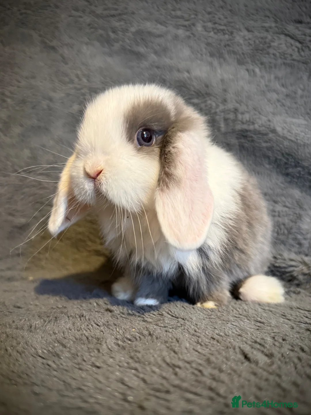 Mini Lop rabbits for sale: Mini lop bunnies  - Advert 1