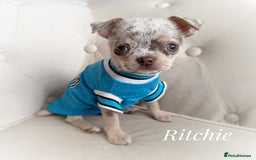 Chihuahua dogs for sale: Long coat KC reg girl READY NOW - Image 19