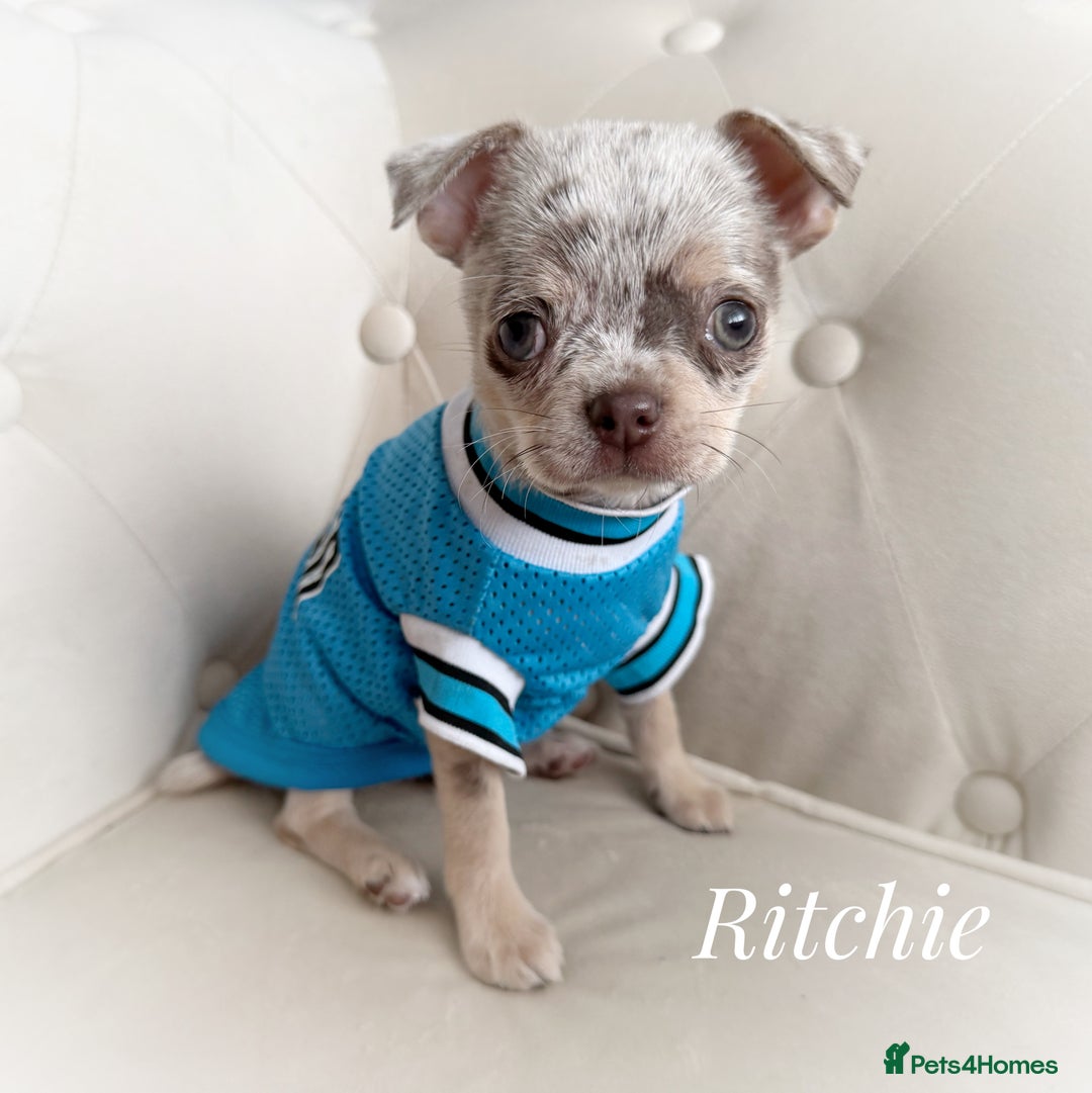 Chihuahua dogs for sale: Long coat KC reg girl READY NOW - Image 19