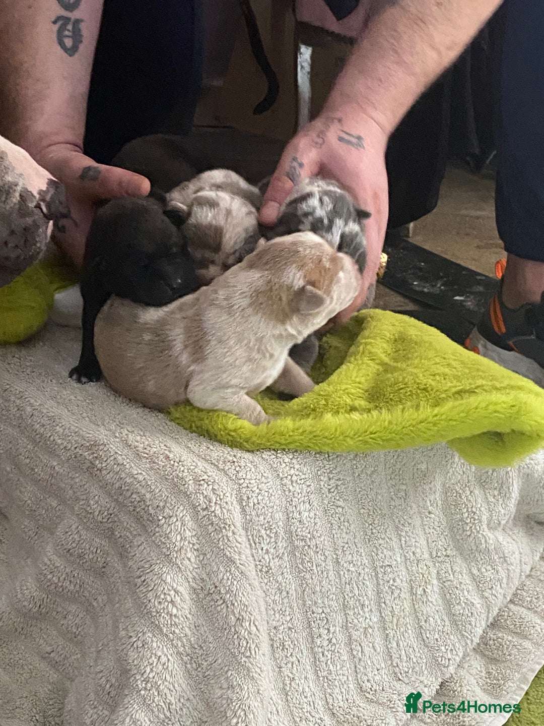 Mixed Breed dogs for sale: Can shepards - Advert 9