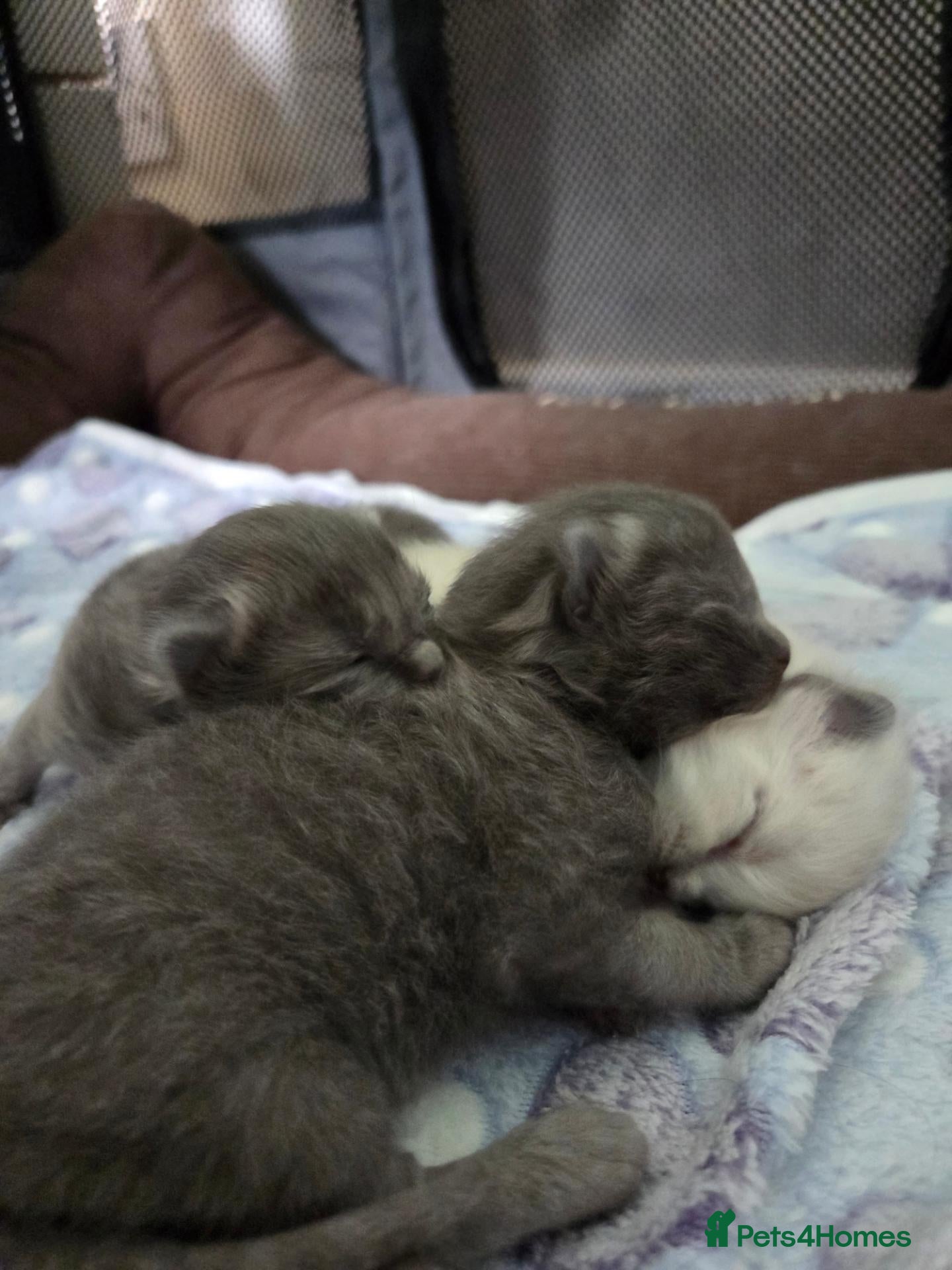 Ragdoll cats 3 Rare solid ragdoll kittens - Advert 2