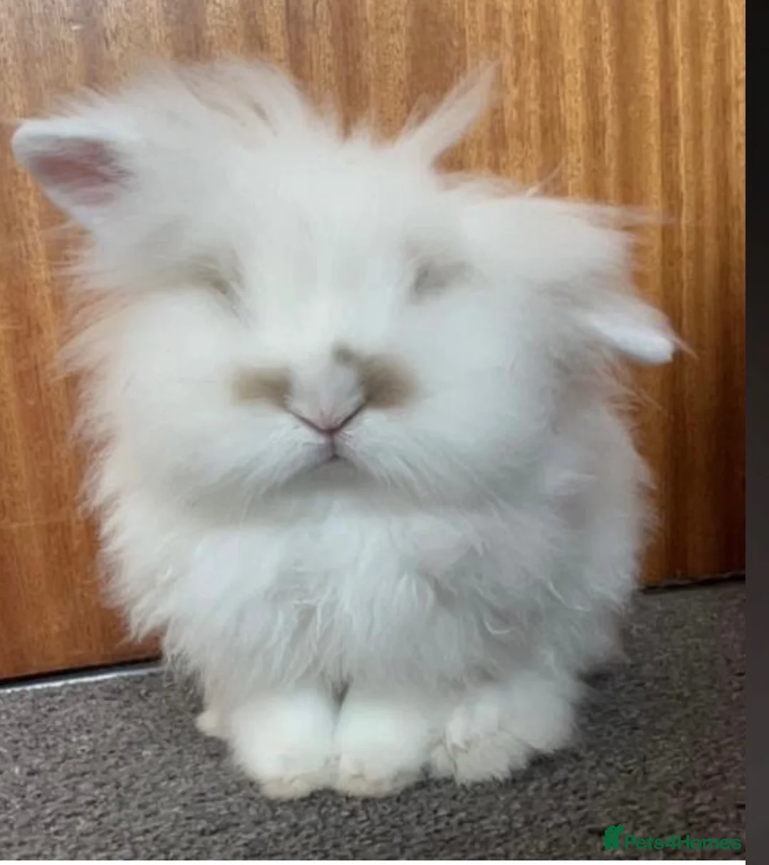 Mini Lion Lop rabbits for sale: PETER Mini lion lop in Crickhowell - Advert 2