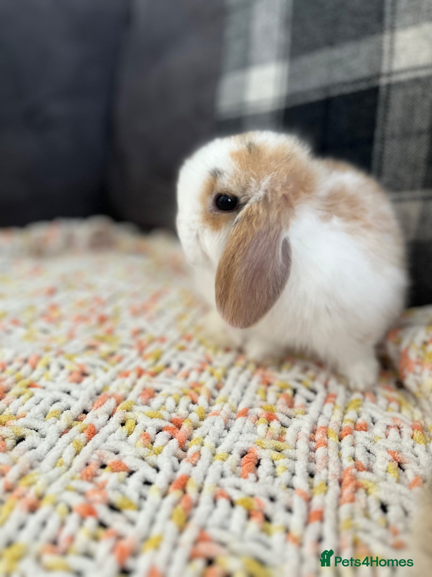 Mini Lop rabbits Mini lop babies  - Advert 3