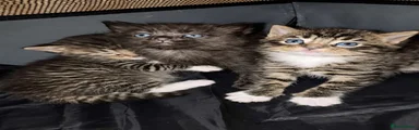 Ragdoll Kitten 1