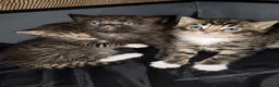 Ragdoll cats for sale: Ragdoll Kittens in Leicester - Advert 5