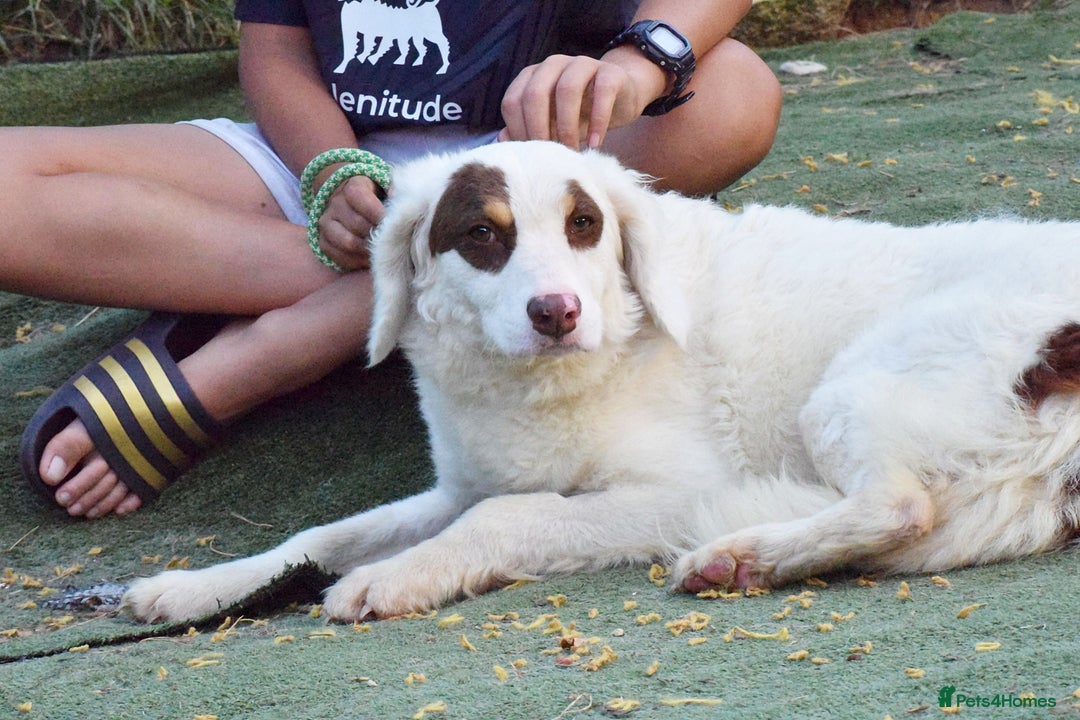 English Setter dogs for adoption: Pumuki  - Image 6