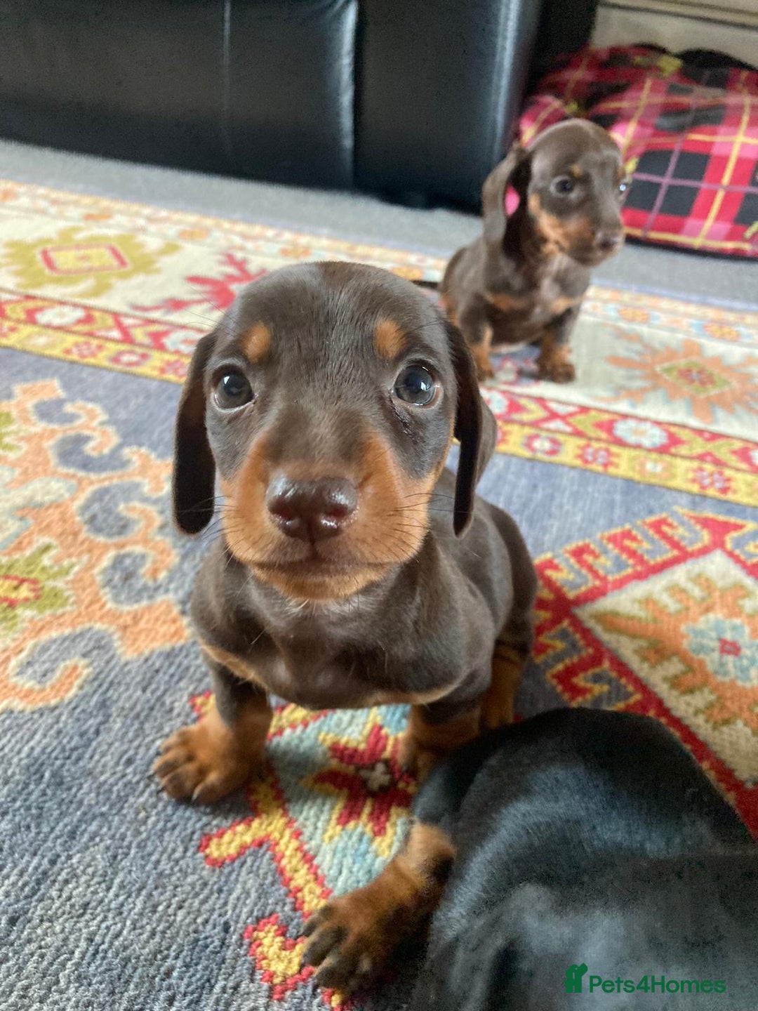 Dachshund dogs for sale: Beautiful litter dachshunds - Image 8
