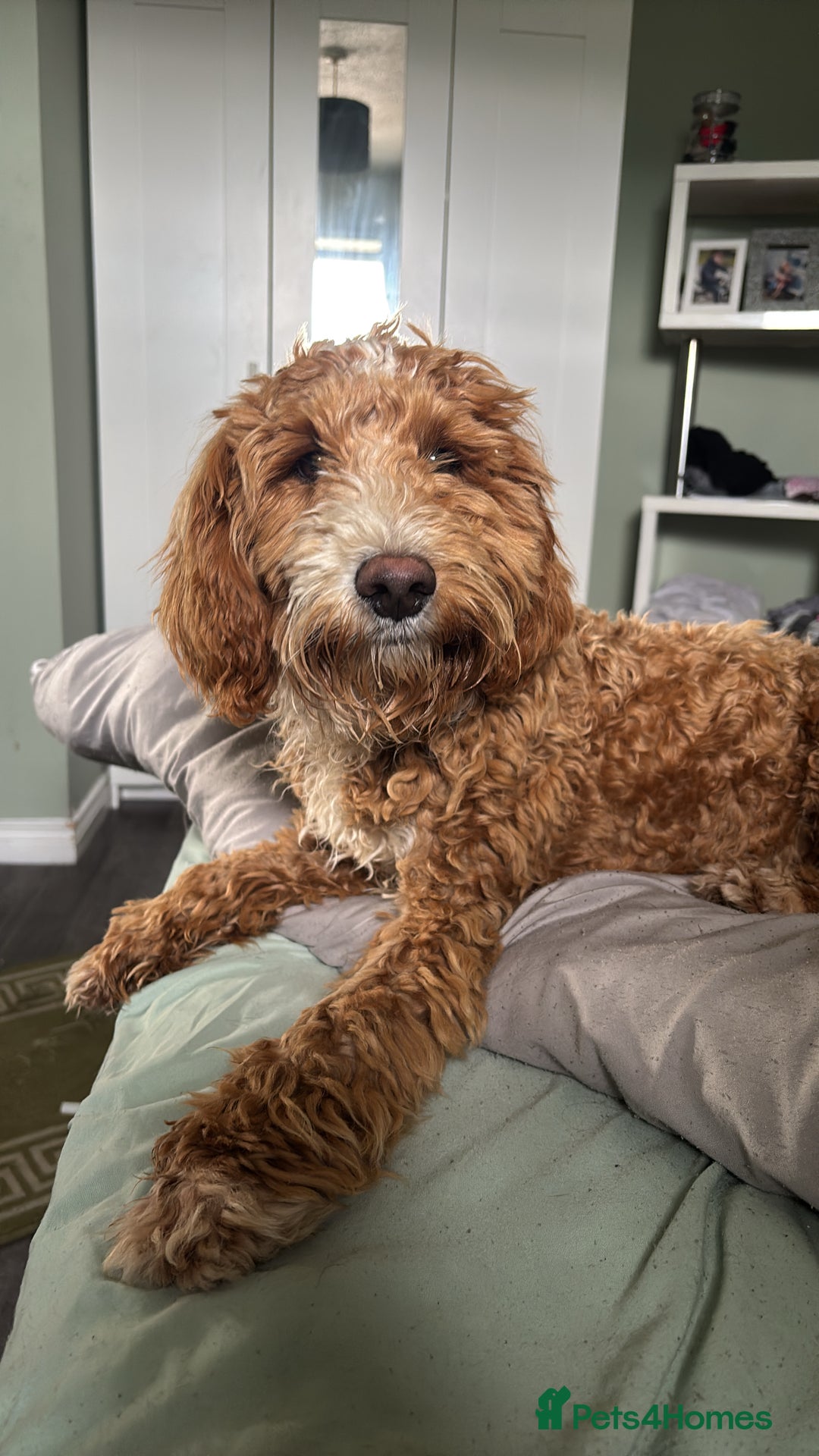 Cockapoo dogs for sale: Cockapoo pup  - Image 2