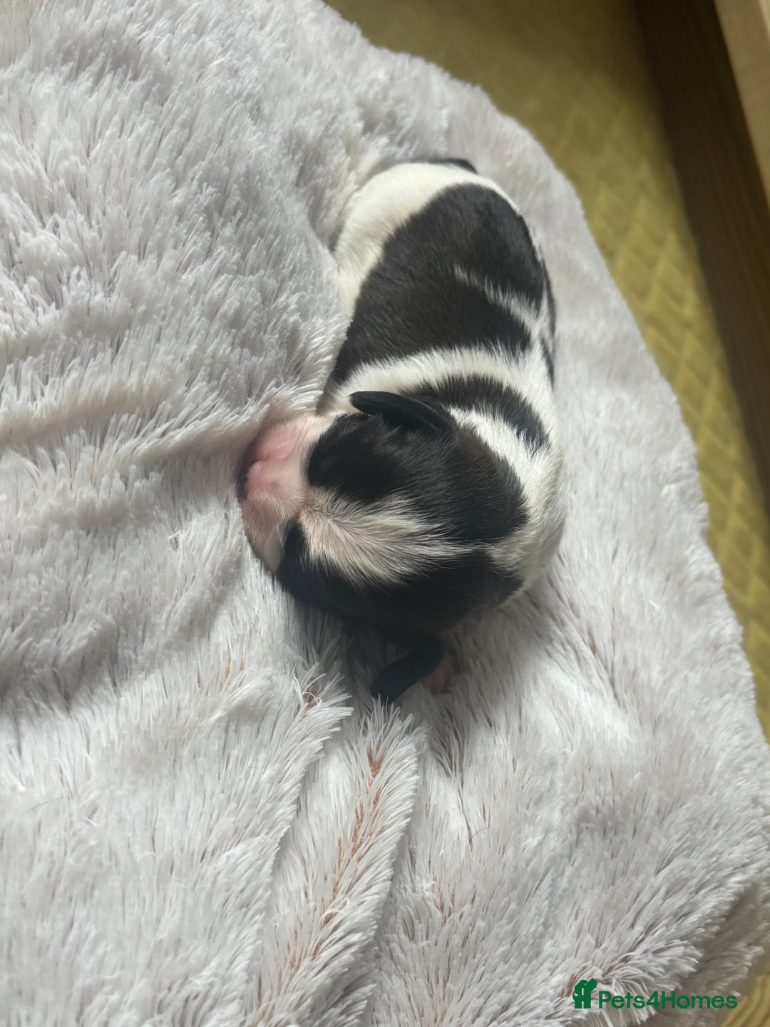 Cavalier King Charles Spaniel dogs for sale: Pugalier Pups ready for their new home!  - Image 10