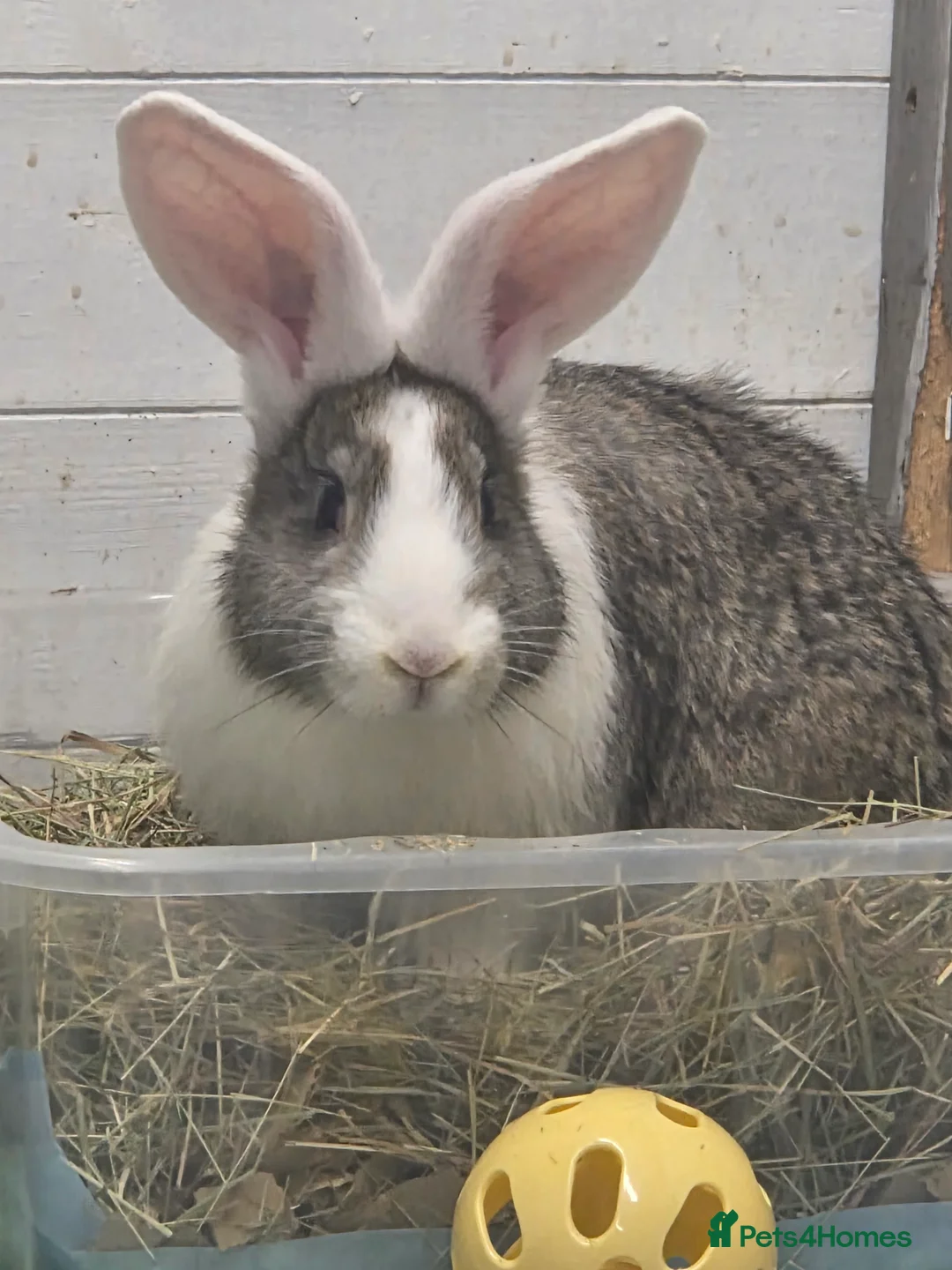 Continental Giant rabbits for sale: Neutered continental giant looking for new home - Advert 1