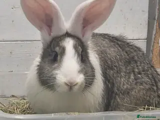 Continental Giant rabbits Neutered continental giant looking for new home - Advert 3