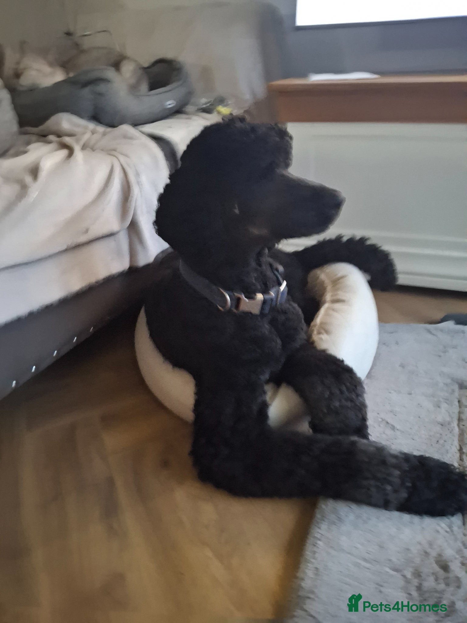 Standard Poodle dogs FOR STUD NOT SALE! - Advert 4
