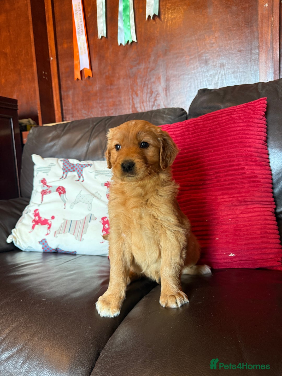 Golden Retriever dogs for sale: Chunky red golden retriever puppies  - Image 4
