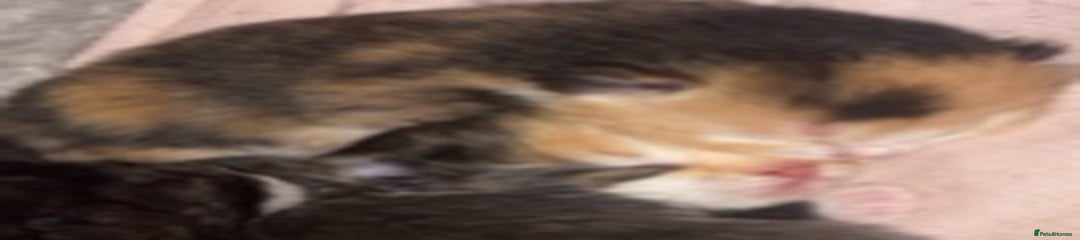 Tortoiseshell with black love heart on head 