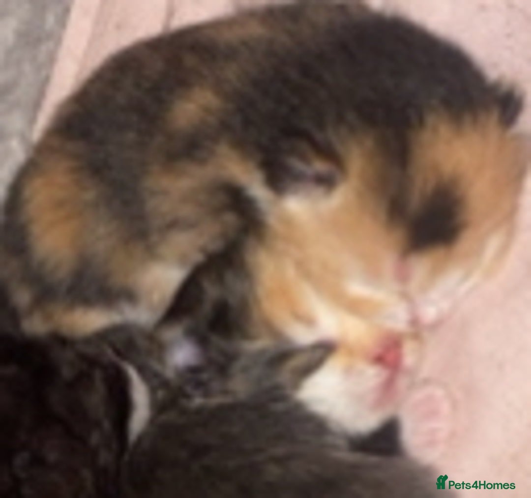 Mixed Breed cats for sale: Beautiful unique litter of 5 🩵💜🩵💜🩵 - Image 8