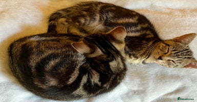 Bengal cats - Advert 8