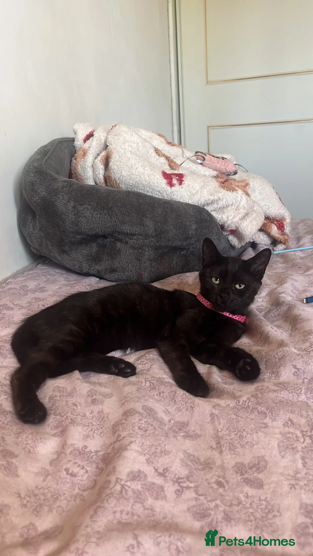 Domestic Shorthair cats for sale: Domestic shorthair kitten  in Halesowen - Advert 2