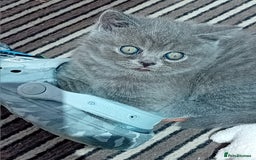British Shorthair cats for sale: Beautiful British short-hair kittens  - Image 18