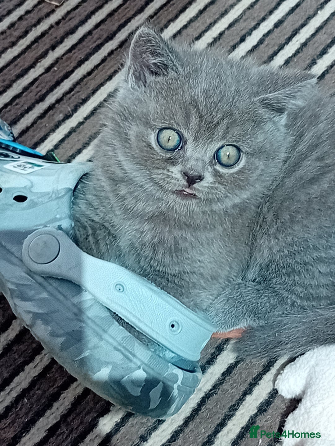 British Shorthair cats for sale: Beautiful British short-hair kittens  - Image 18