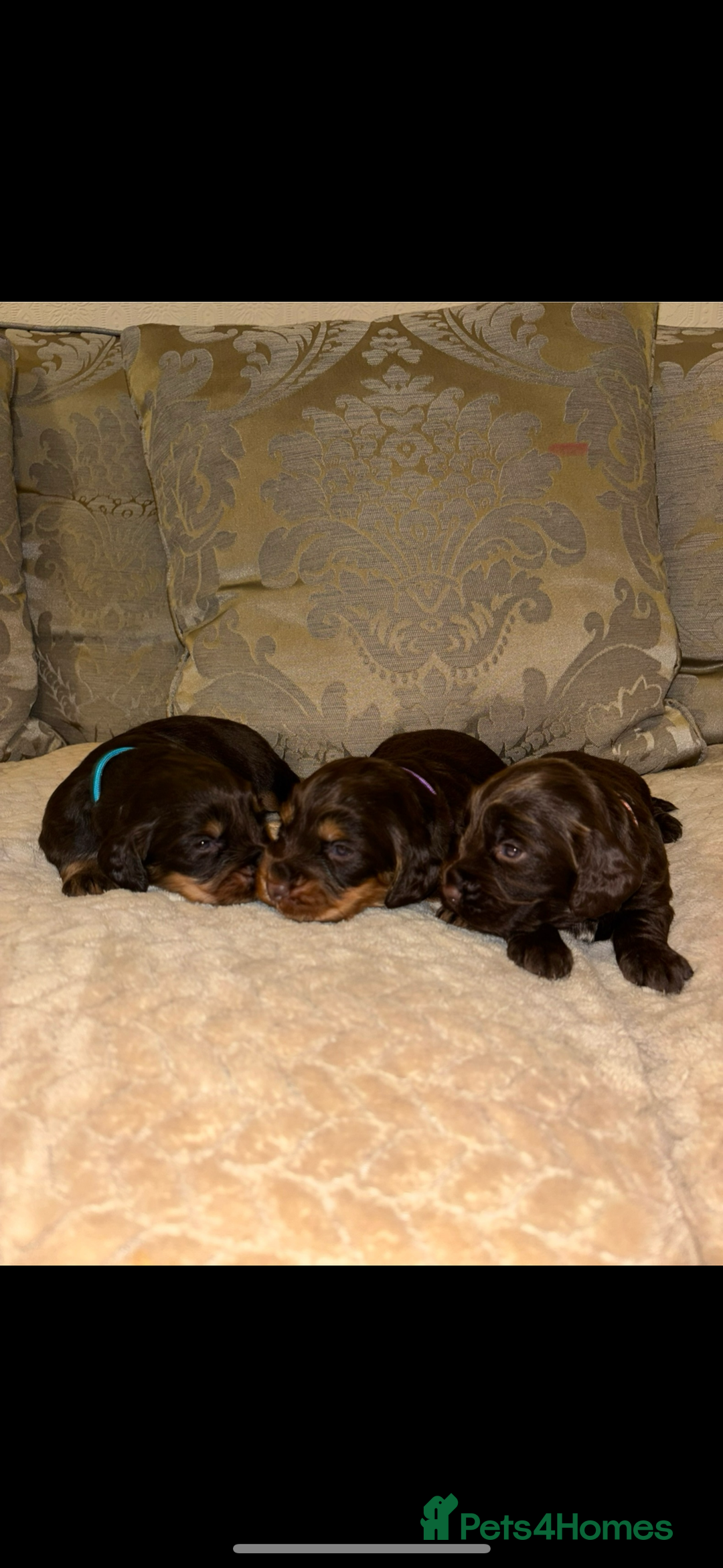 Cocker Spaniel dogs for sale: Working Cocker spaniels for sale  - Image 7