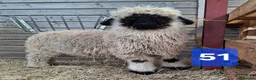 Sheep livestock for sale: Valais Blacknose Sheep, Lambs ewes & wethers - Advert 5