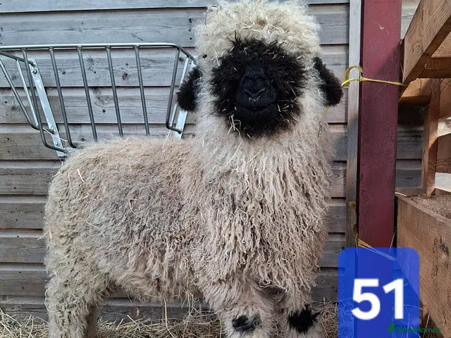 Sheep livestock for sale: Valais Blacknose Sheep, Lambs Wethers - Advert 1