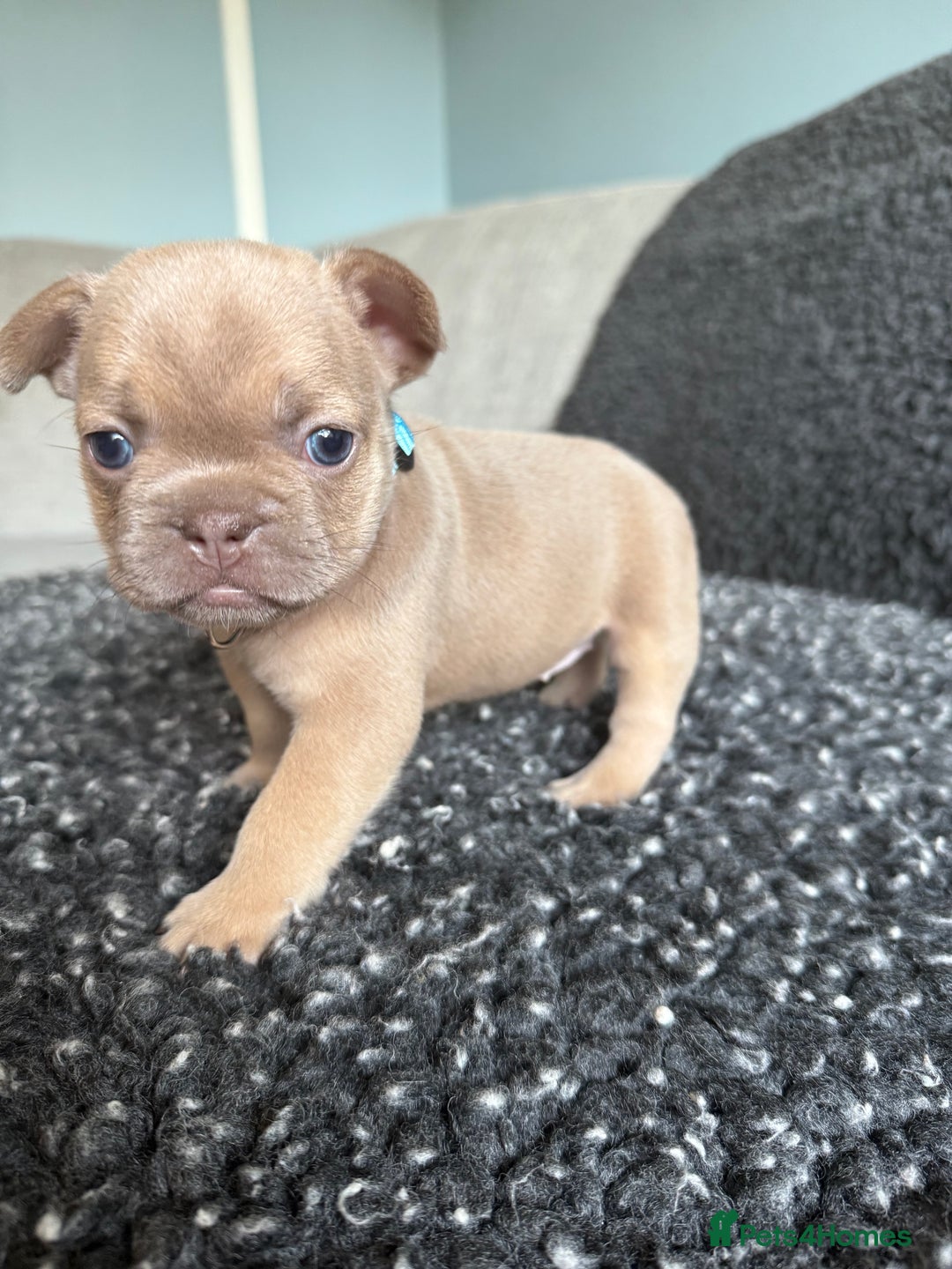 French Bulldog dogs for sale: French Bulldog Puppies. Rojo, New Shade, Isabella. - Advert 11