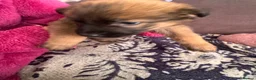 Mixed Breed dogs for sale: German Shepherd cross lurcher puppies  - Advert 20