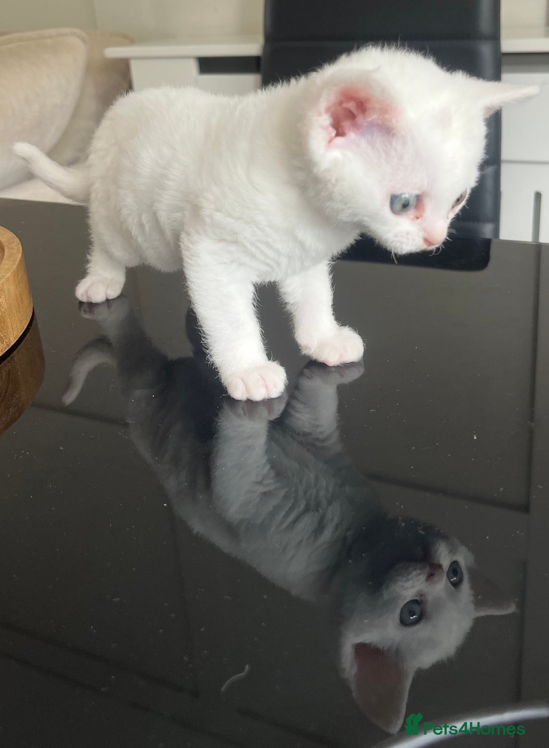 Devon Rex cats for sale: Beautiful white girl ready 17th August  - Image 5