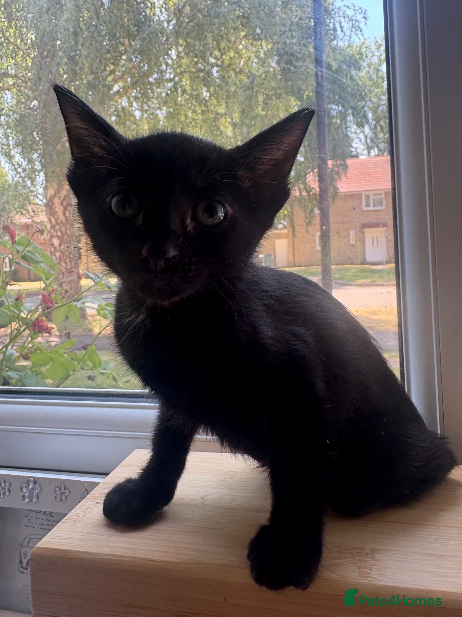 Siamese cats Siamese X baby’s  - Ready to go to their new 🏡 - Advert 2