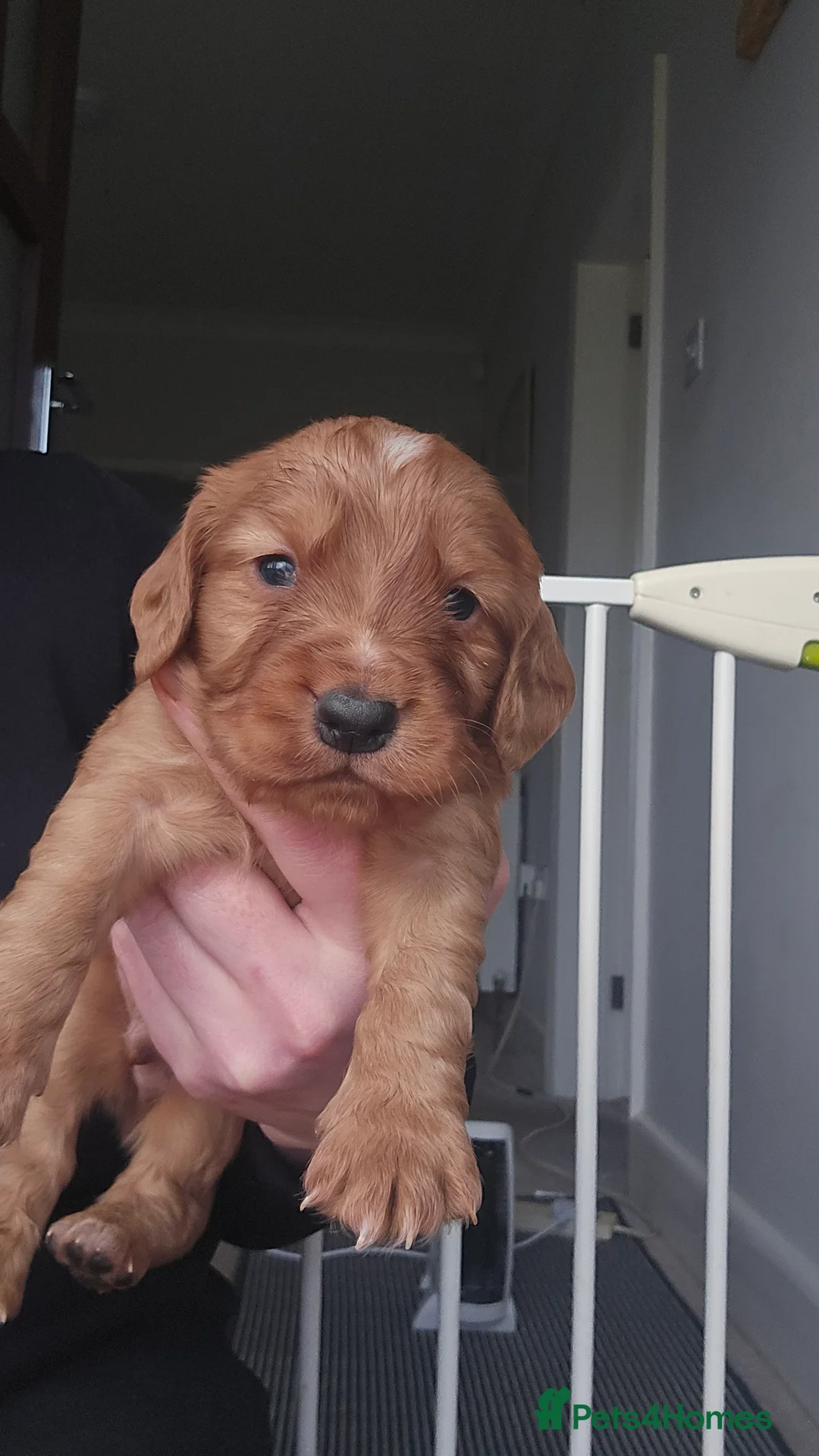 Cocker Spaniel dogs for sale: Cocker spaniel puppy  - Advert 2